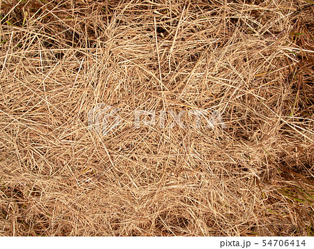 Hay texture background 54706414