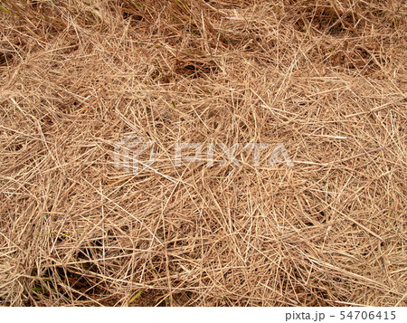 Hay texture background 54706415