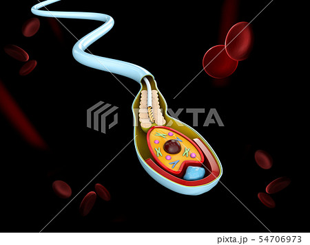 Human Sperm cell Anatomy structure 54706973