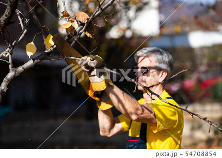 Man pruning tree cutting old branches with a saw Man pruning tree cutting old branches with a saw 54708854
