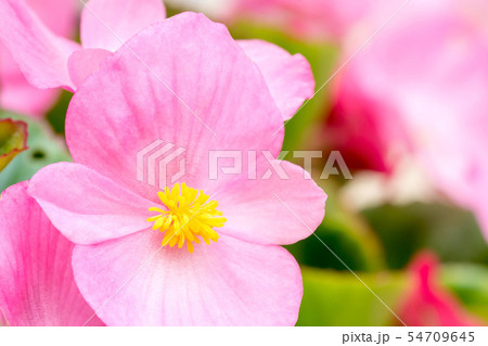 ベゴニア・センバフローレンス 54709645