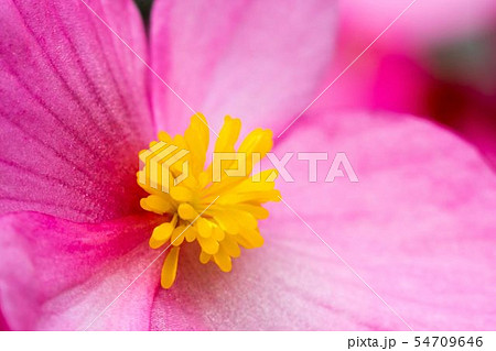 ベゴニア・センバフローレンスの花 ベゴニア・センバフローレンスの花 54709646