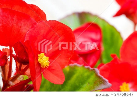 ベゴニア・センバフローレンスの花 ベゴニア・センバフローレンスの花 54709647