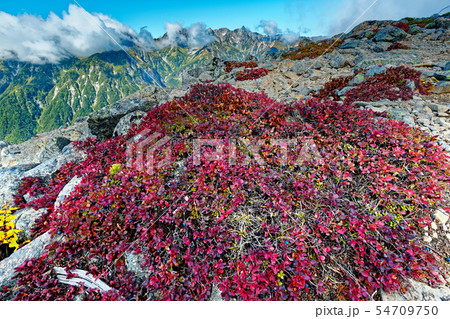 蝶ヶ岳稜線のクロマメノキの紅葉と槍ヶ岳の眺め 蝶ヶ岳稜線のクロマメノキの紅葉と槍ヶ岳の眺め 54709750