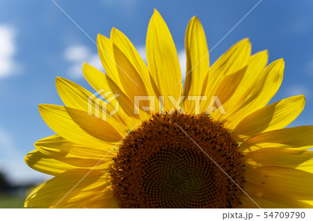 青空とひまわり（北海道・智恵文） 54709790