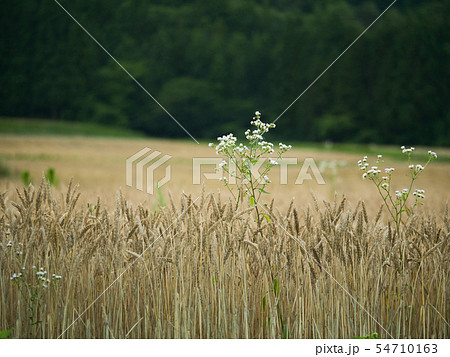 風景写真　麦秋と野の花 54710163