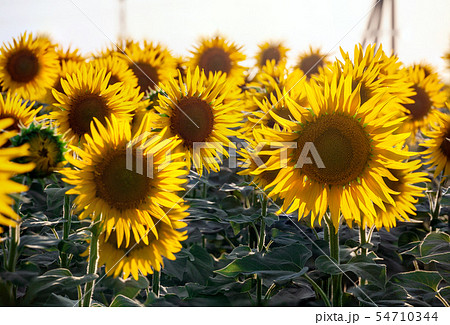 field of blooming sunflowers on a background 54710344