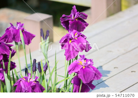 ハナショウブの花 ハナショウブの花 54711070