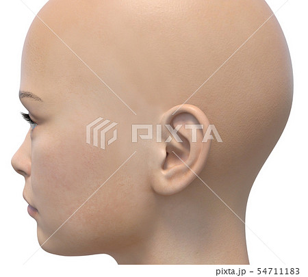 女性　ボディーパーツシリーズ　横顔　perming3DCGイラスト素材 54711183