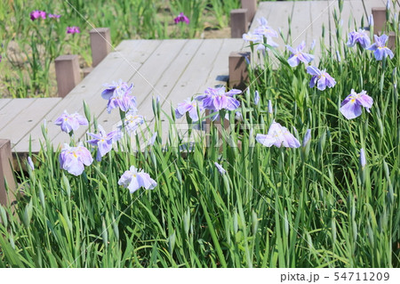 ハナショウブの花 54711209