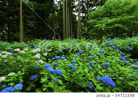 館山史跡公園の紫陽花 54711398