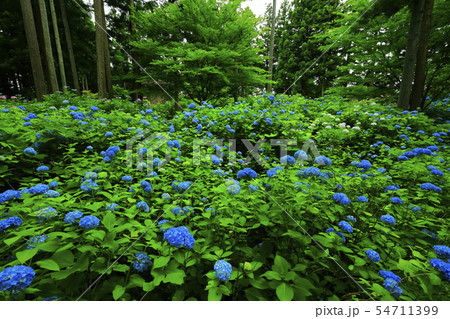 館山史跡公園の紫陽花 館山史跡公園の紫陽花 54711399