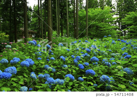 館山史跡公園の紫陽花 54711408