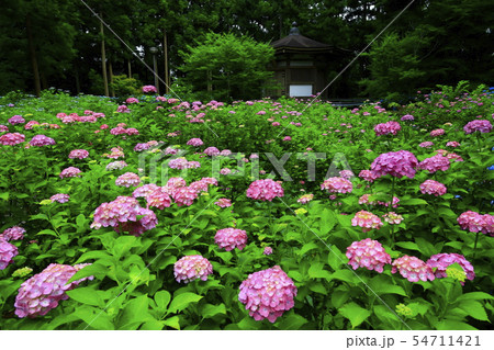 館山史跡公園の紫陽花 館山史跡公園の紫陽花 54711421