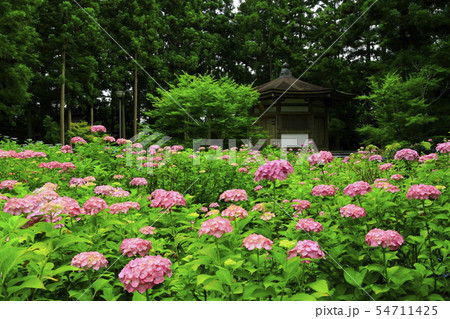 館山史跡公園の紫陽花 54711425
