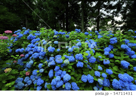 館山史跡公園の紫陽花 54711431