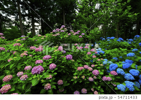 館山史跡公園の紫陽花 館山史跡公園の紫陽花 54711433