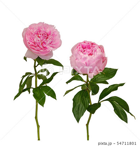 ピンクのシャクヤクの花 ピンクのシャクヤクの花 54711801