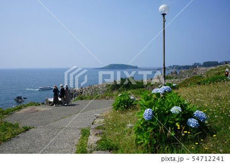 東尋坊　紫陽花　初夏 54712241