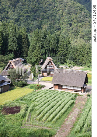 初秋 実りの秋の五箇山菅沼 初秋 実りの秋の五箇山菅沼 54712409