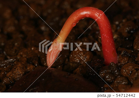 自然 植物 トチノキ 四月下旬 発芽直後の幼芽です 種も大きいですが芽も迫力がありますの写真素材 自然 植物 トチノキ 四月下旬 発芽直後の幼芽です 種も大きいですが芽も迫力がありますの写真素材