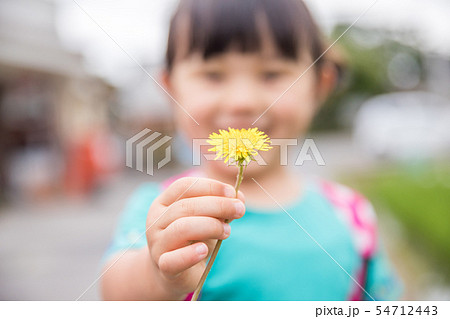 田園風景で園児の女の子がたんぽぽを持って笑っている 54712443