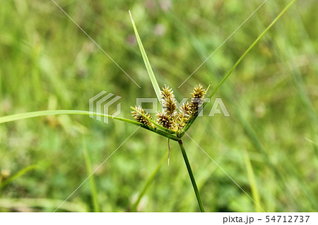 カヤツリグサ 54712737