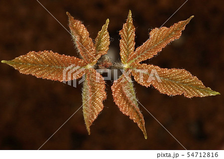 自然　植物　トチノキ、発芽から一週間の若葉。色は成長につれて赤みが抜け緑色になります 54712816