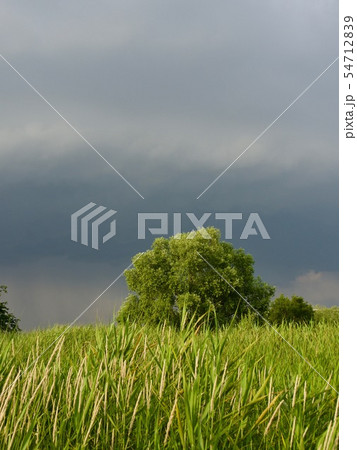 木 梅雨 暗雲 54712839