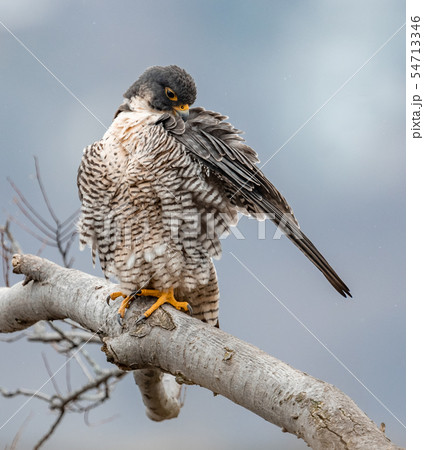 Peregrine Falcon  54713346