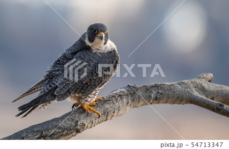 Peregrine Falcon Peregrine Falcon 54713347