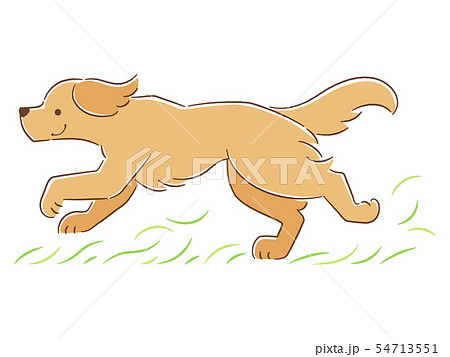 草原を走る犬のイラスト ゴールデン レトリバー のイラスト素材