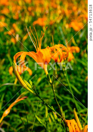 台湾 花蓮 山脈 54713618