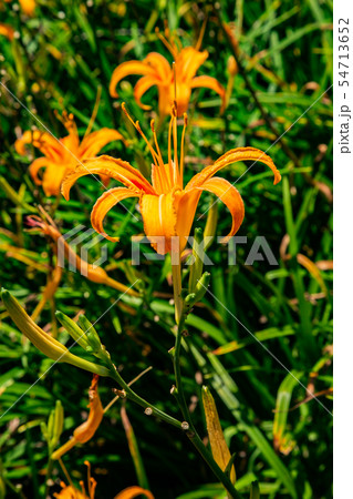 台湾 花蓮 山脈 54713652