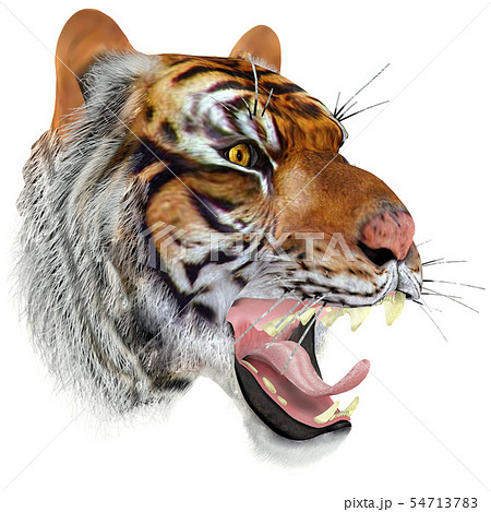 虎の顔のイラスト素材