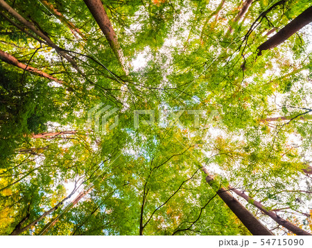 Beautiful landscape of big tree in the forest with low angel view Beautiful landscape of big tree in the forest with low angel view 54715090