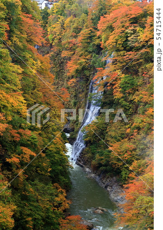 紅葉　秋田県　湯沢市　小安峡　温泉 54715444