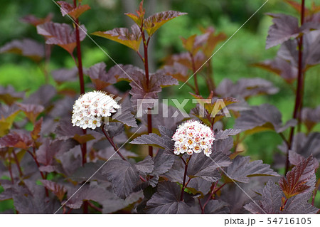 アメリカテマリシモツケの花の写真素材