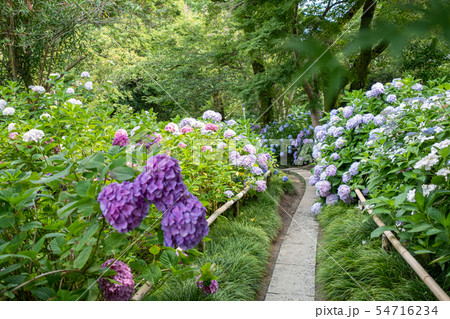 矢田寺 矢田寺 54716234