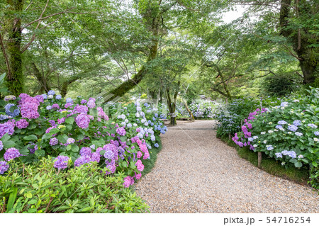 矢田寺 矢田寺 54716254