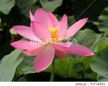 「古代蓮の里」を彩るピンクの花びら(2) 54716602