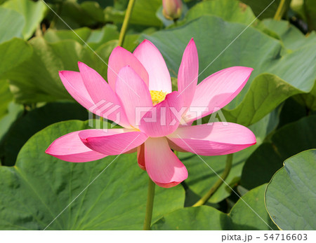 「古代蓮の里」を彩るピンクの花びら(3) 54716603