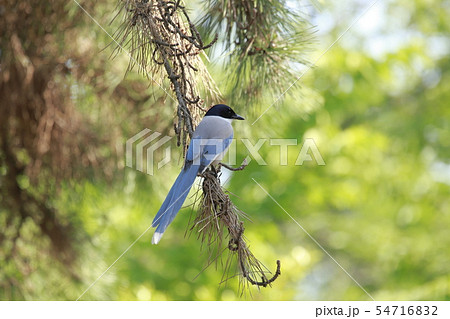 松の枝にとまるオナガ 54716832