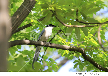 枝にとまるオナガ　 54717360