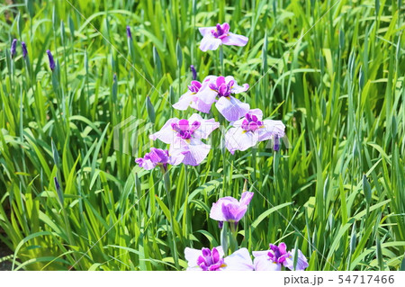 ハナショウブの花 54717466