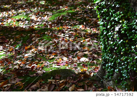 佐賀県　神埼の紅葉スポット　九年庵周辺の景観 54717592