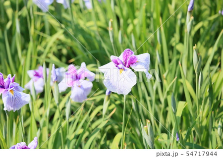 ハナショウブの花 54717944