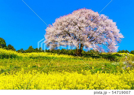 馬場の山桜と菜の花 【佐賀県武雄市】 馬場の山桜と菜の花 【佐賀県武雄市】 54719007