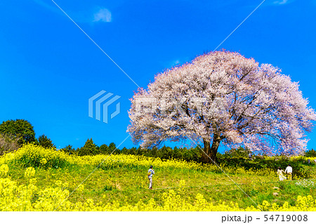 馬場の山桜と菜の花　【佐賀県武雄市】 54719008