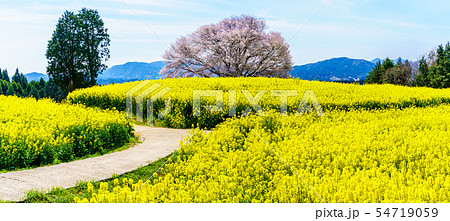 馬場の山桜と菜の花　パノラマ　【佐賀県武雄市】 54719059